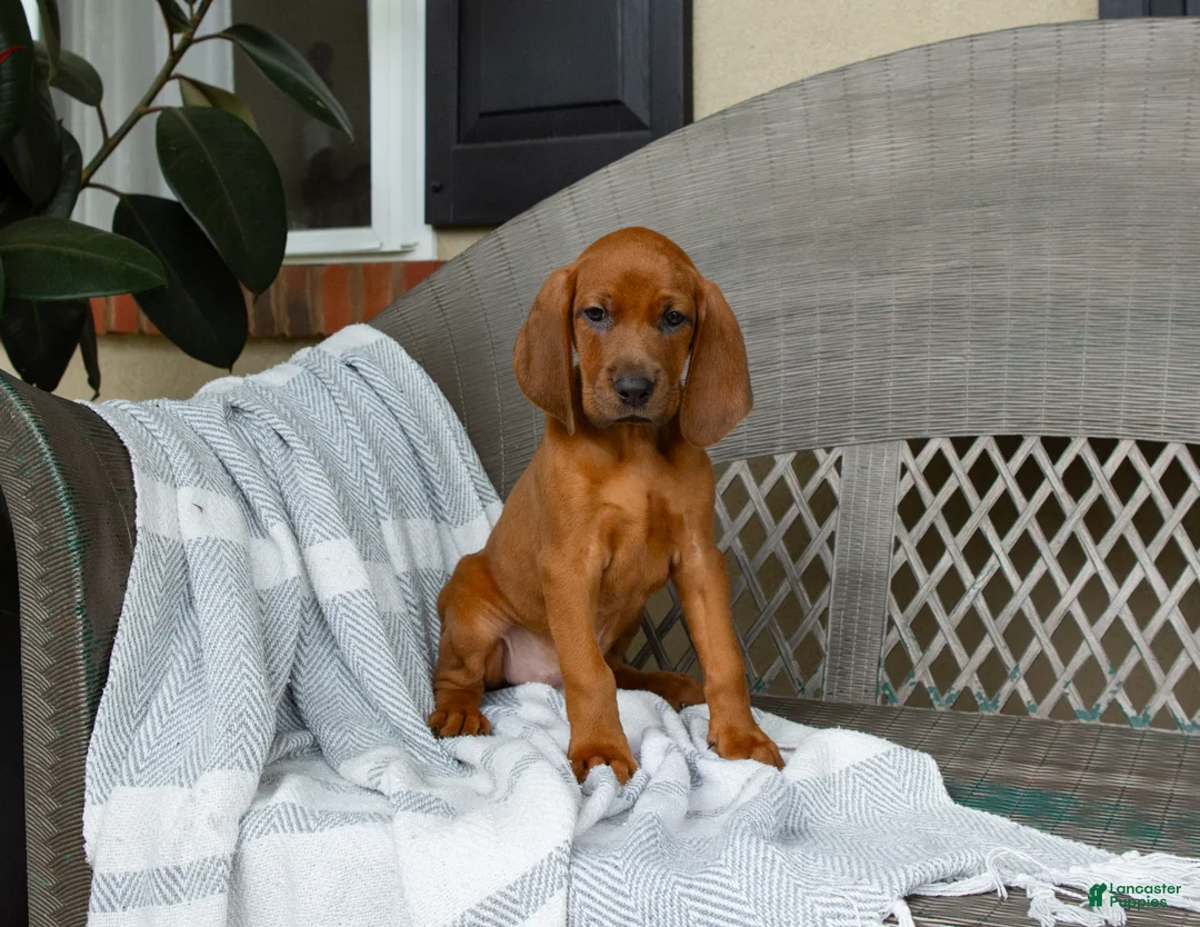 Redbone Coonhound dogs for sale: Belle - Ad 2