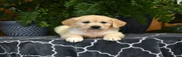 Golden Retriever dogs for sale: Honey - Ad 3