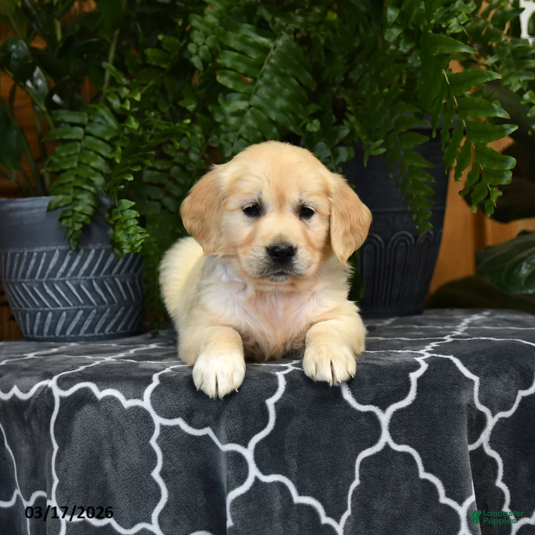 Golden Retriever dogs for sale: Honey - Ad 3