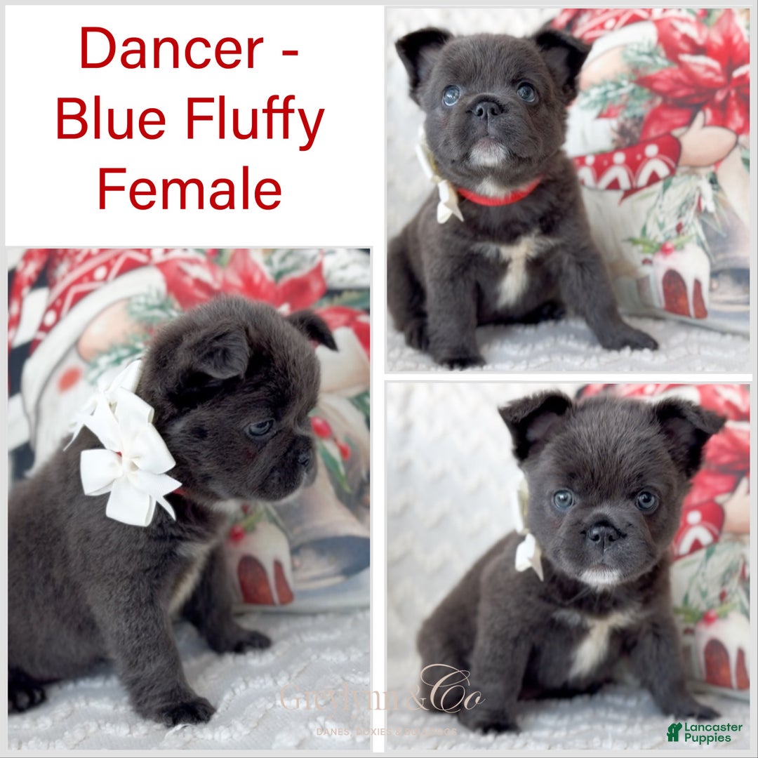 French Bulldog dogs for sale: Dancer Blue Fluffy  - Ad 2