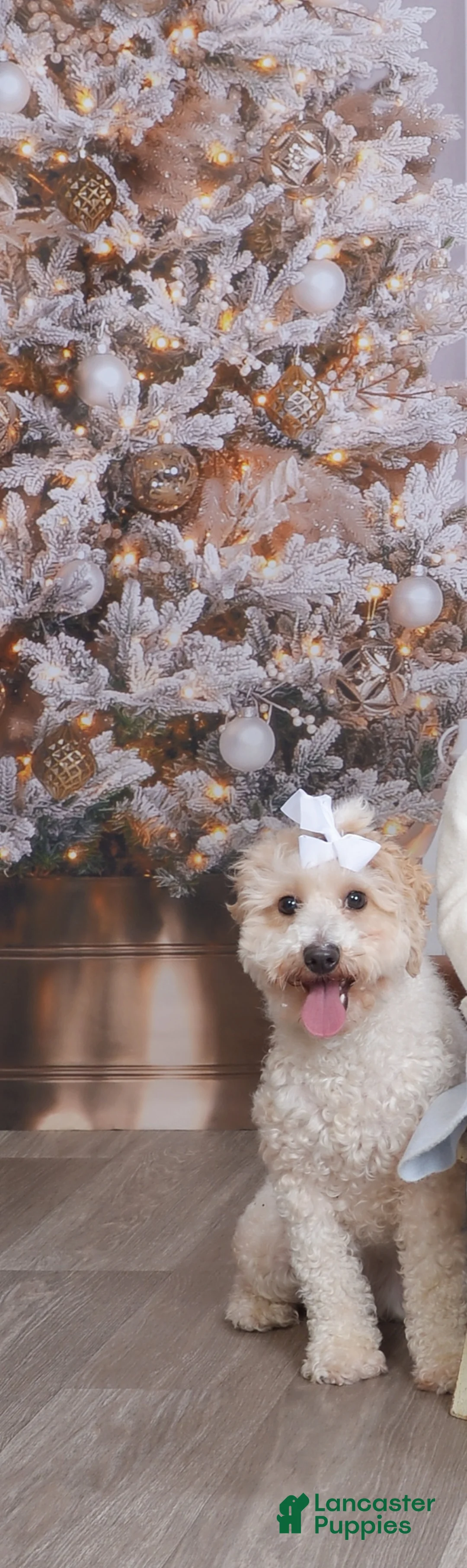 Cavapoo dogs for sale: Gasper - Ad 4