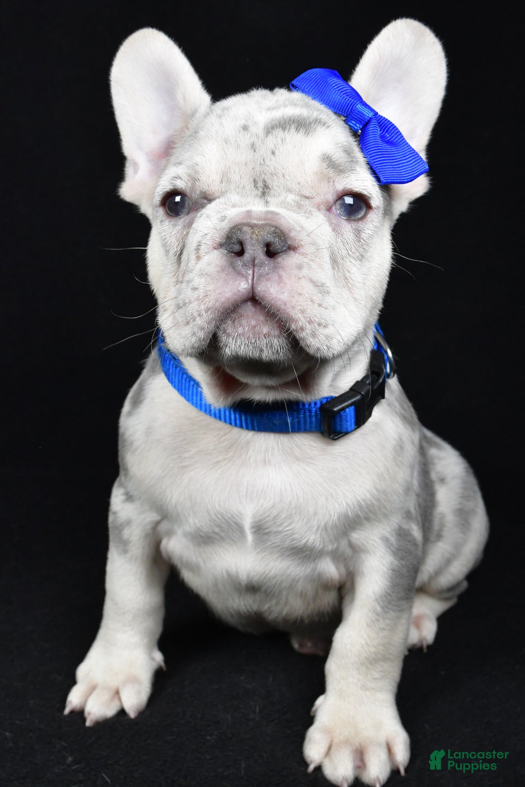 French Bulldog dogs for sale: Buster  - Ad 4
