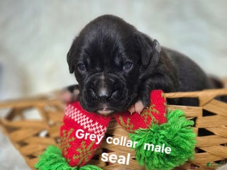 Boxer dogs for sale: Bently - Ad 4