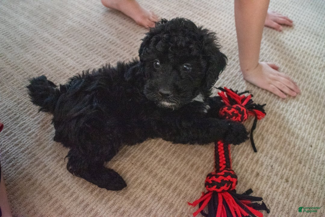 Yorkiepoo dogs for sale: Shaq - Ad 1