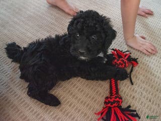 Yorkiepoo dogs Shaq - Ad 42