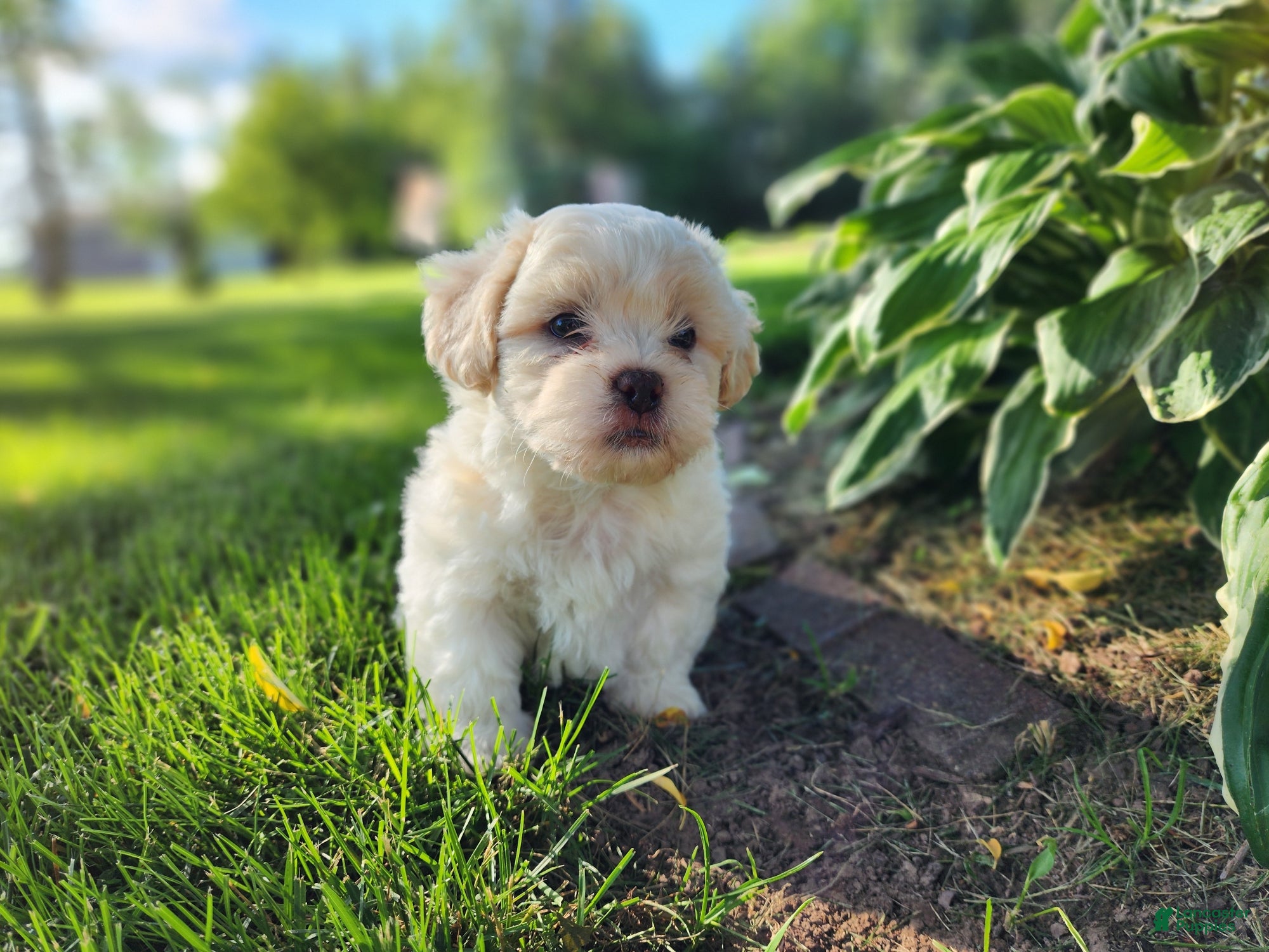 Teddy Bear dogs Blaze - Ad 2