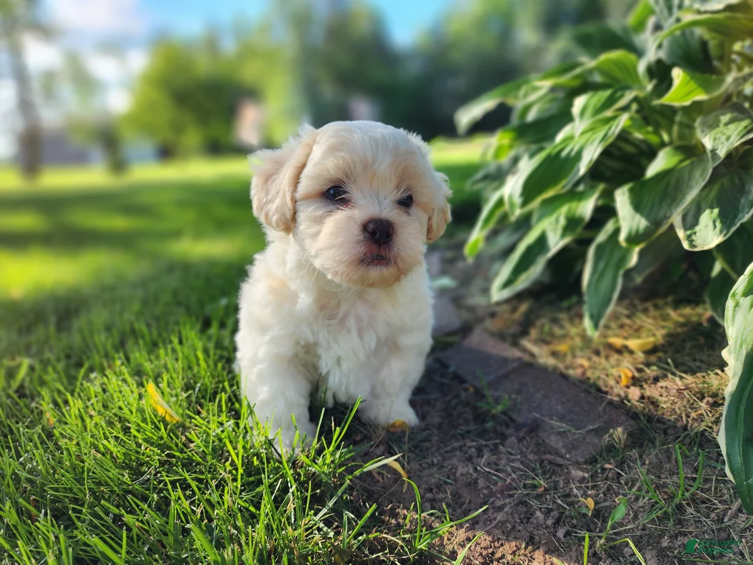 Teddy Bear dogs for sale: Blaze - Ad 2