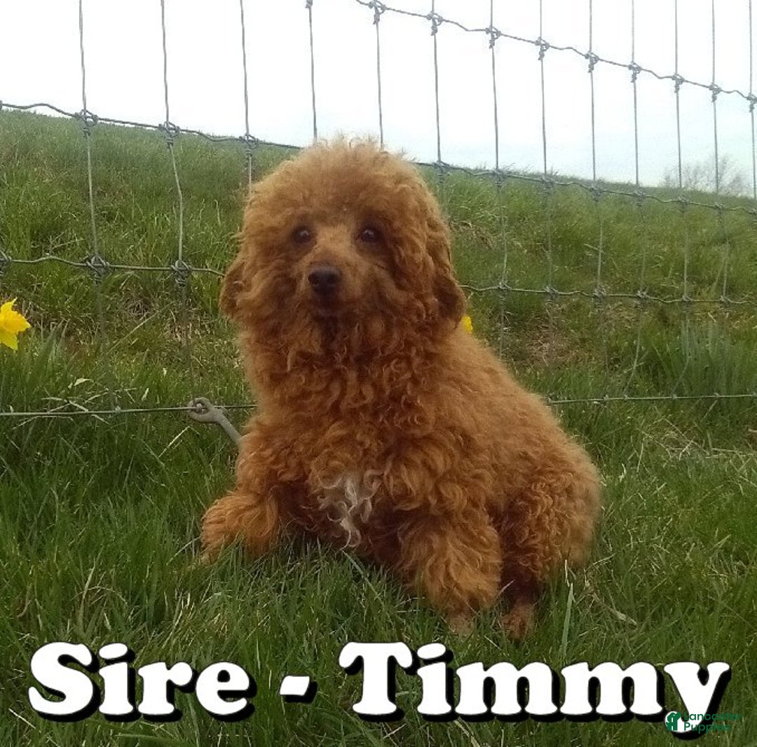 Cavapoo dogs for sale: Noel - Ad 11