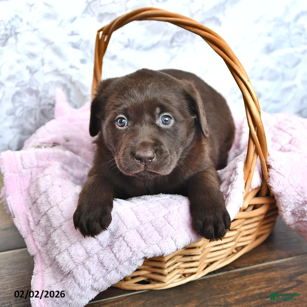 Labrador Retriever dogs for sale: Lilac - Ad 1