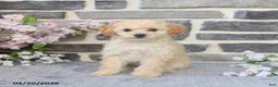 Miniature Poodle dogs for sale: Eva - Ad 5