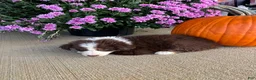 Australian Shepherd dogs for sale: Autumn (AKC) - Ad 4