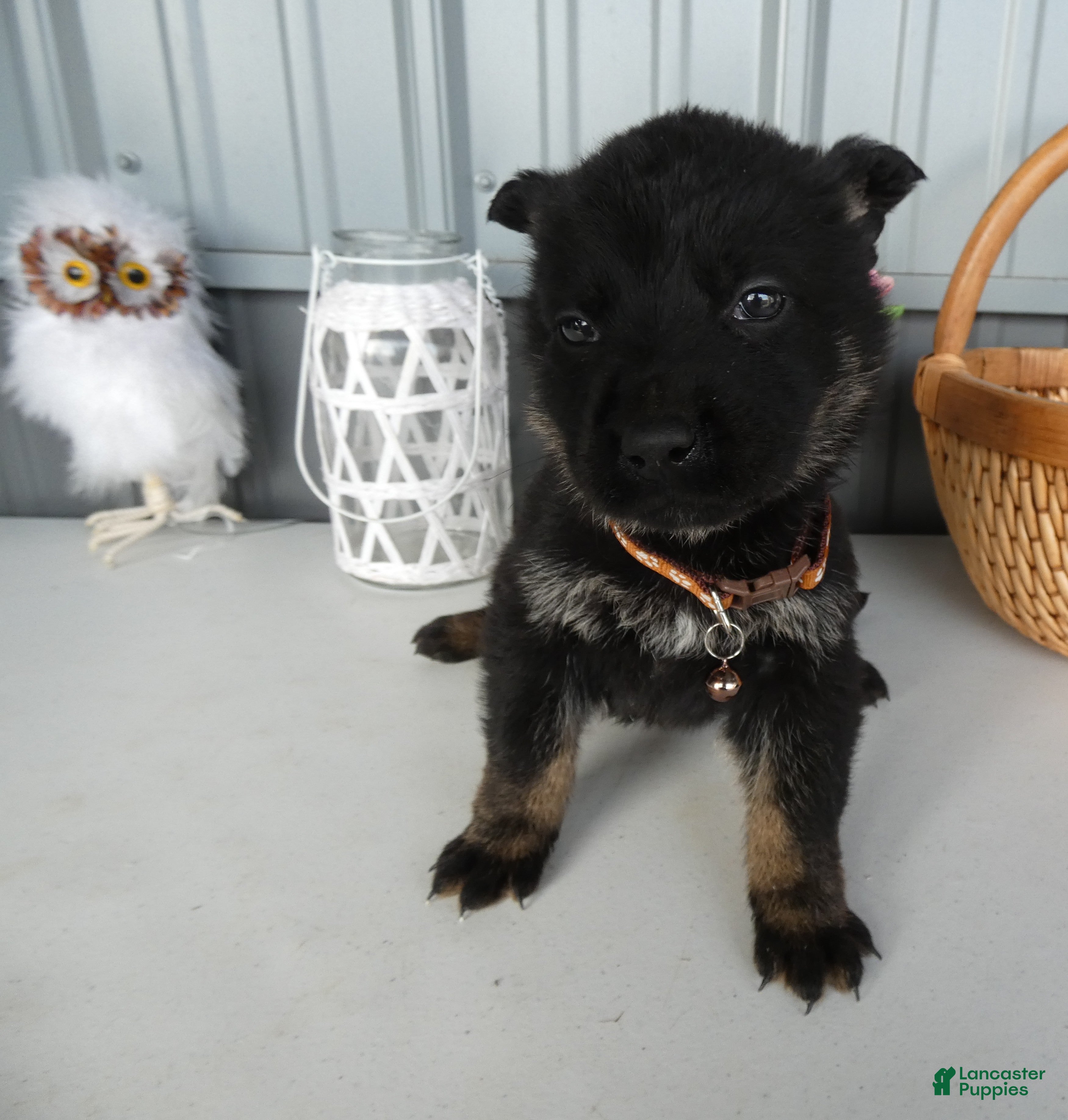 German Shepherd dogs German Shepherd Puppy 7 Rye - Ad 1