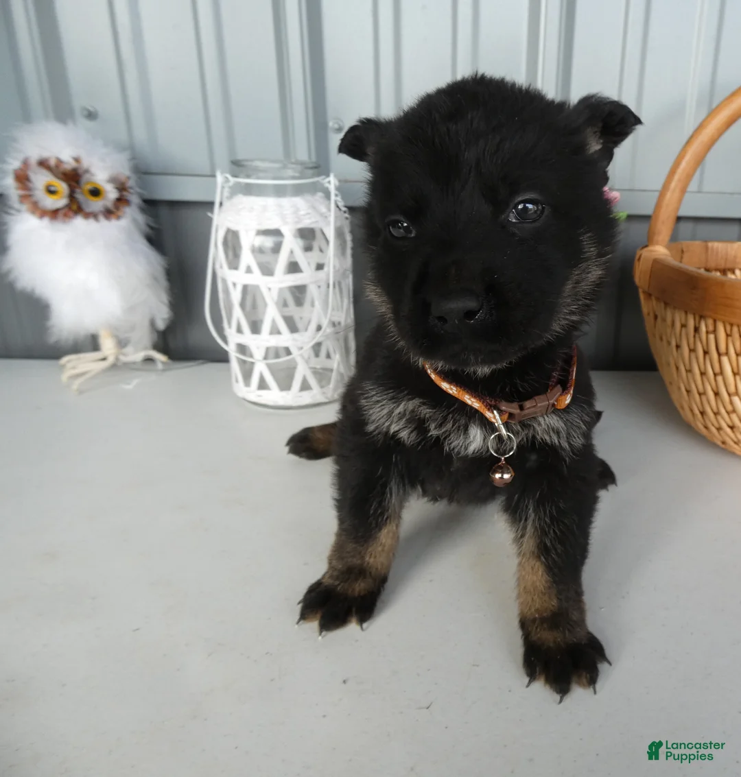 German Shepherd dogs for sale: German Shepherd Puppy 7 Rye - Ad 1