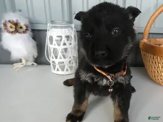 German Shepherd dogs German Shepherd Puppy 7 Rye - Ad 1