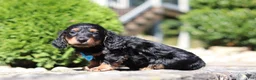 Dachshund dogs for sale: Benson (AKC) - Ad 3