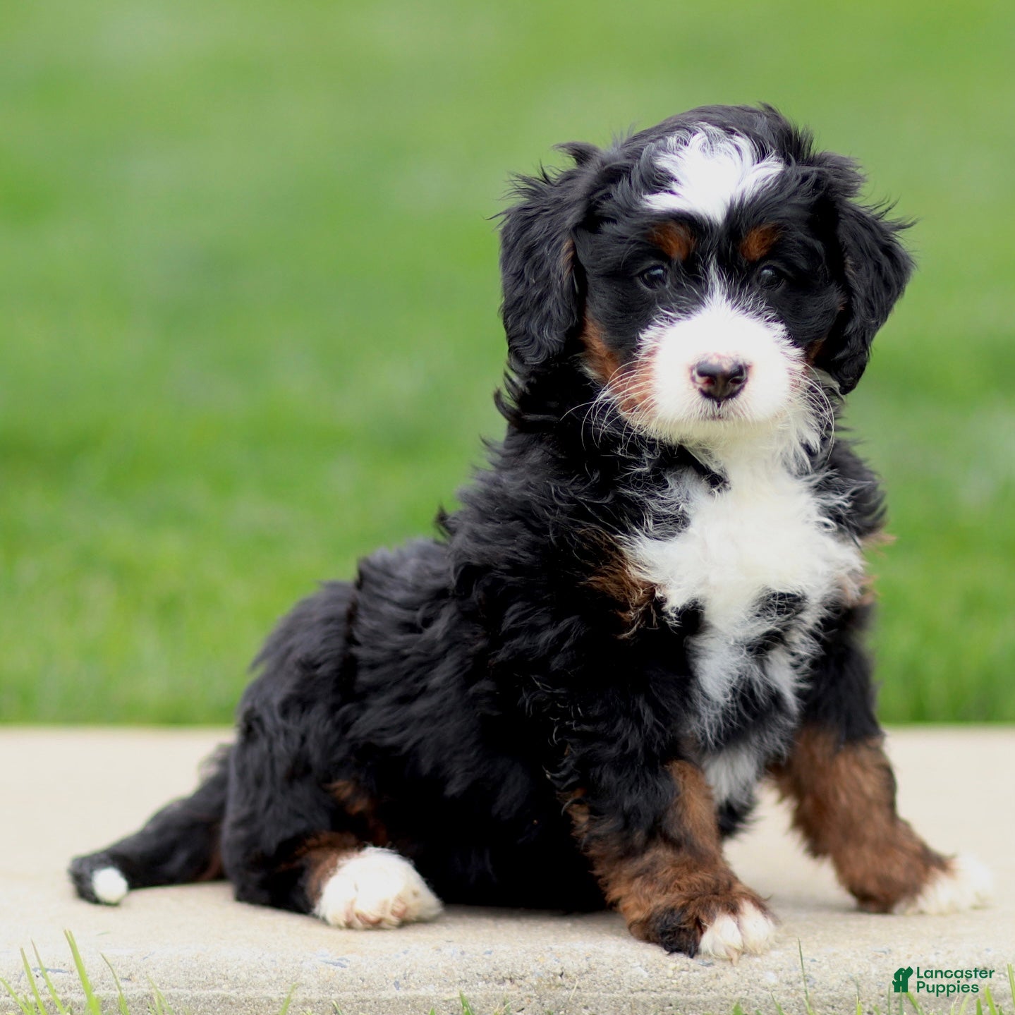 Bernedoodle dogs Eliza - Ad 2