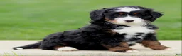Bernedoodle dogs for sale: Eliza - Ad 2