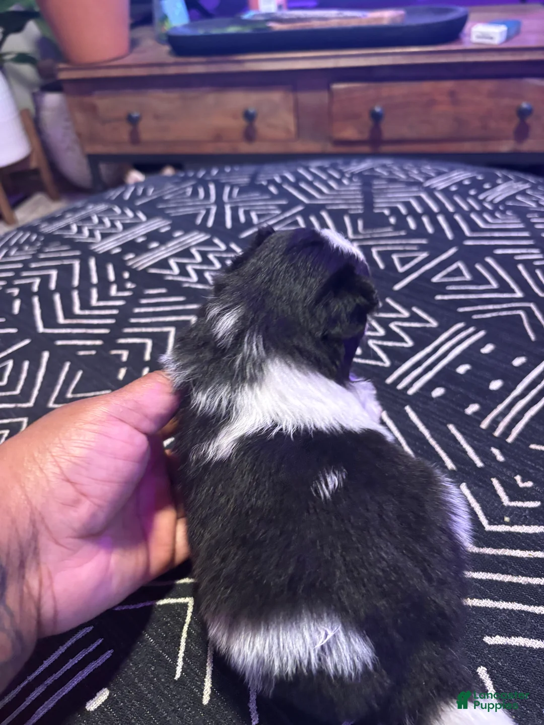 Pomeranian dogs for sale: Domino - Ad 4