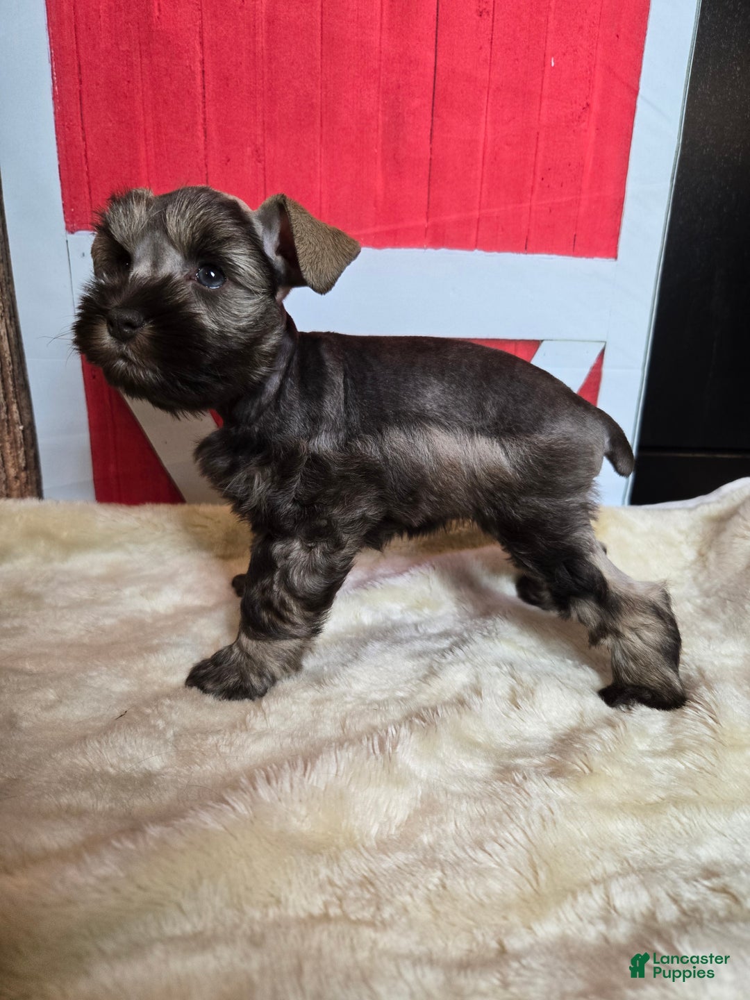 Miniature Schnauzer dogs for sale: Celia - Ad 4