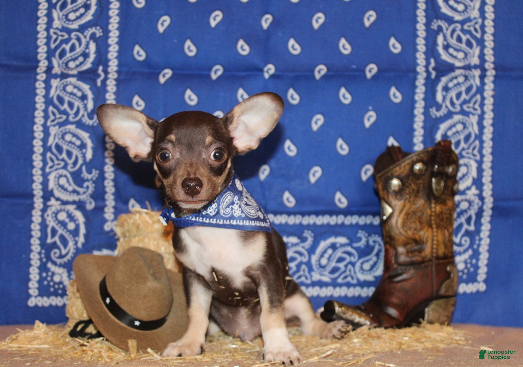 Chihuahua dogs Remus - Ad 1