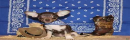 Chihuahua dogs for sale: Remus - Ad 1
