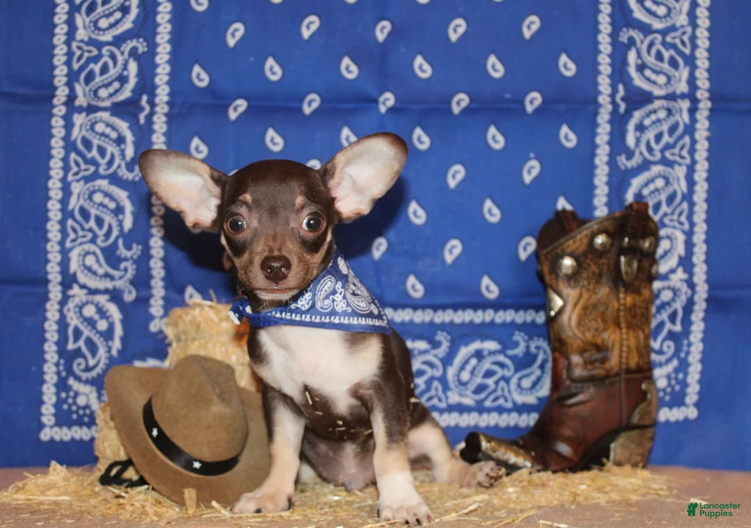 Chihuahua dogs for sale: Remus - Ad 1