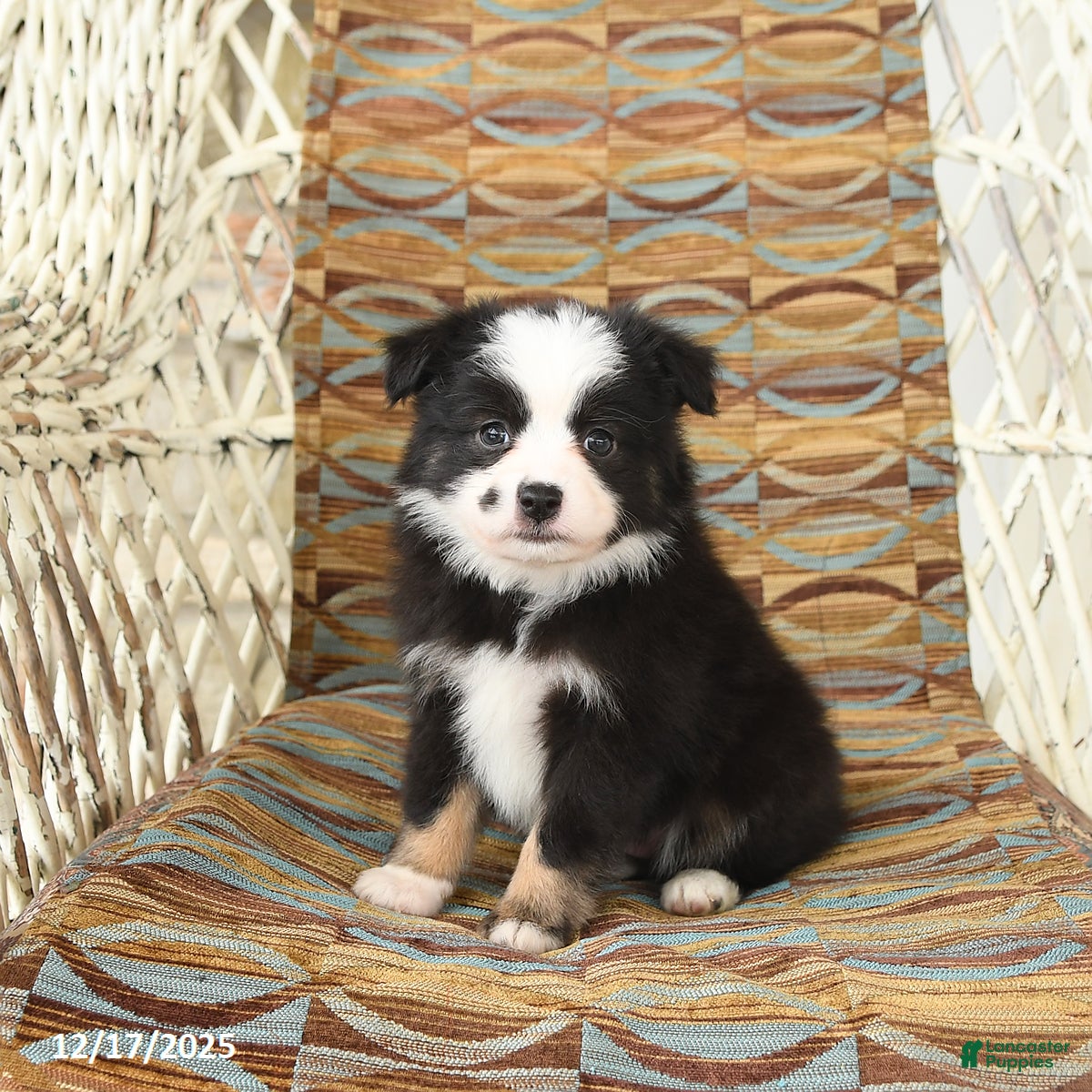 Toy Australian Shepherd dogs Cira - Ad 9