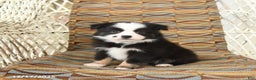 Toy Australian Shepherd dogs for sale: Cira - Ad 1