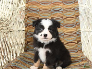 Toy Australian Shepherd dogs Cira - Ad 6