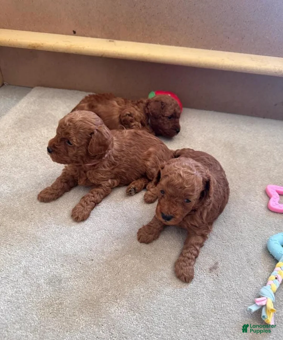 Maltipoo dogs for sale: Maya - Ad 18