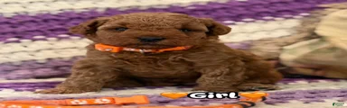 orange collar girl