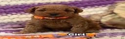 Mini Goldendoodle dogs for sale: orange collar girl - Ad 1