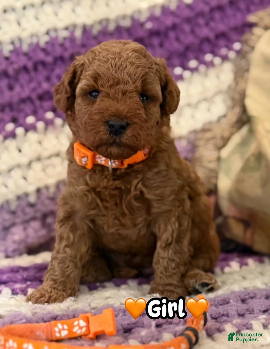 Mini Goldendoodle dogs for sale: orange collar girl - Ad 1