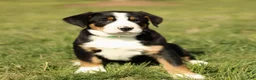 Greater Swiss Mountain Dog dogs for sale: Reba  - Ad 1