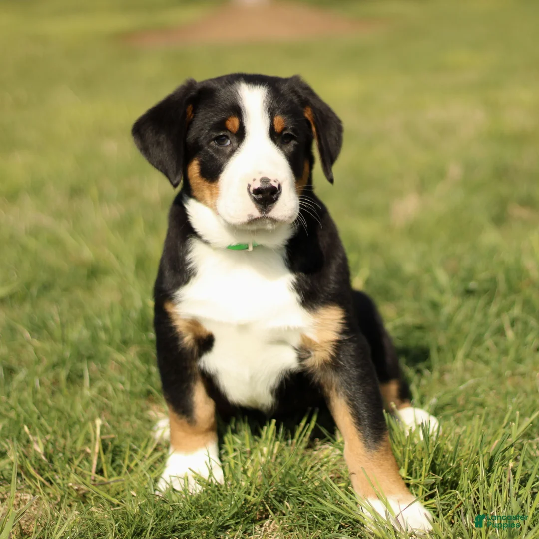 Greater Swiss Mountain Dog dogs for sale: Reba  - Ad 1