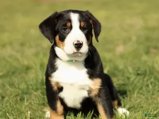 Greater Swiss Mountain Dog dogs for sale: Reba - Ad 2