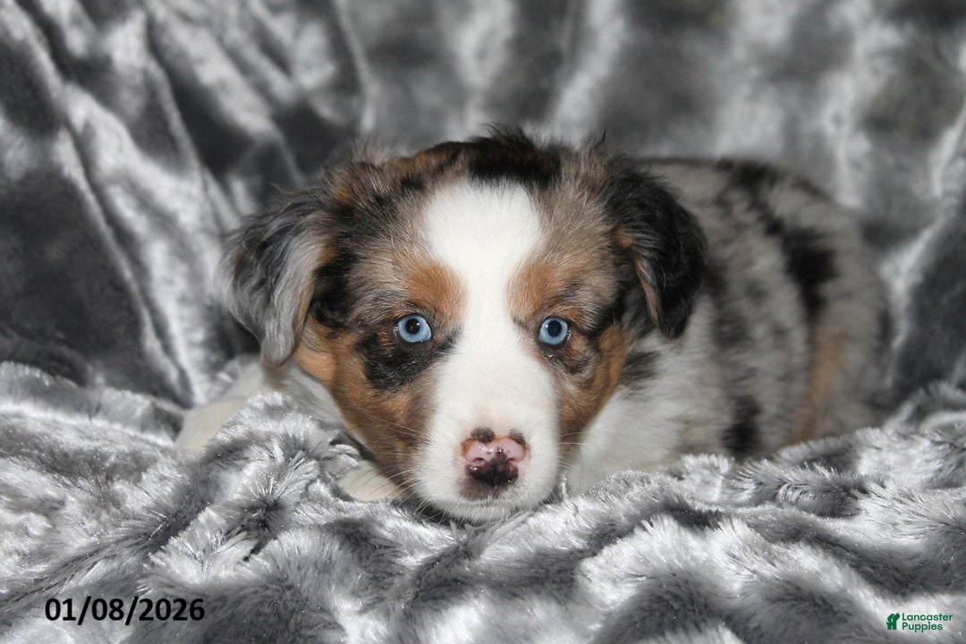 Miniature Australian Shepherd dogs for sale: Abby - Ad 3