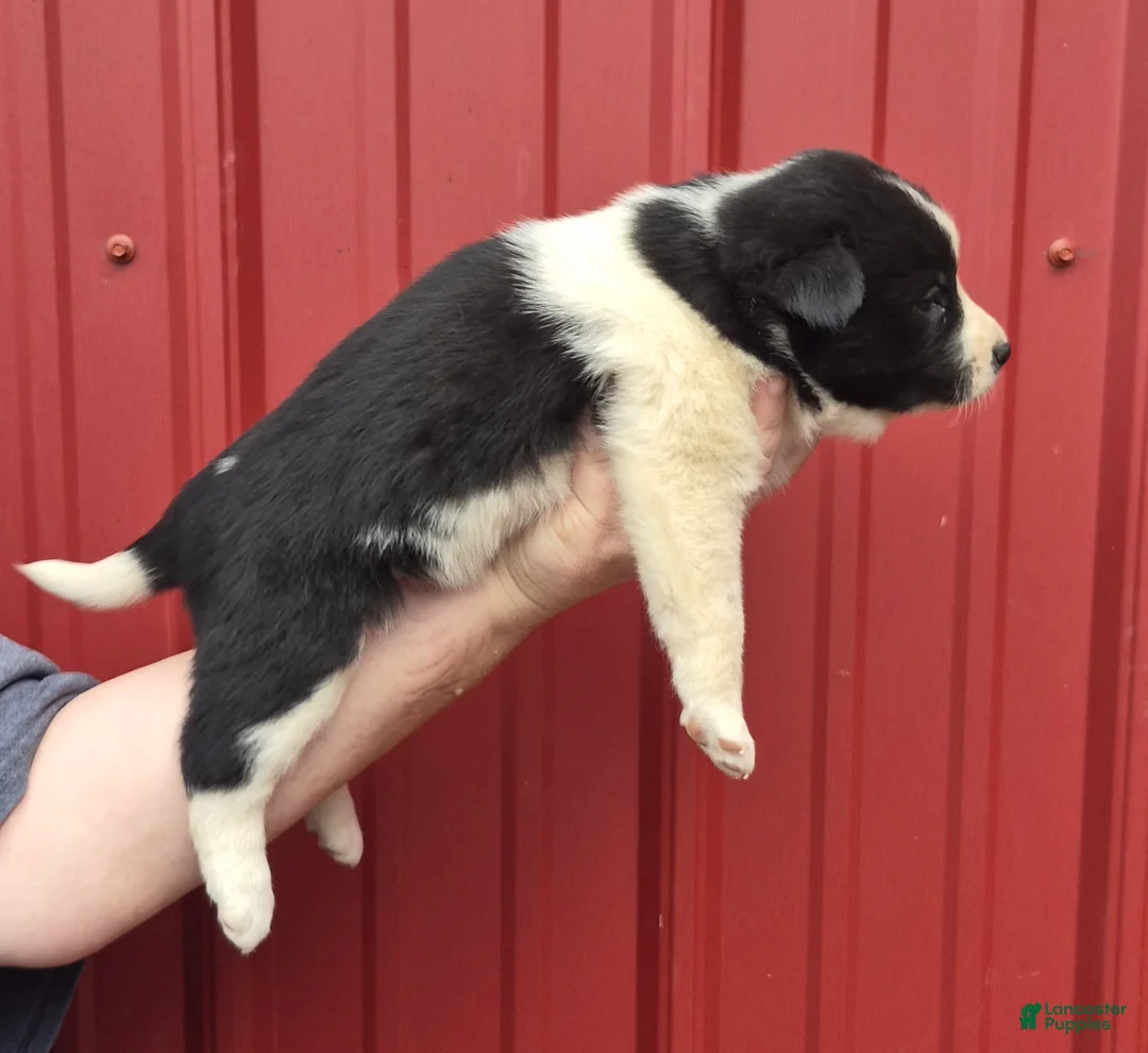 Mixed Breed dogs for sale: Mixed Breed 7 - Ad 2