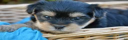 Yorkshire Terrier dogs for sale: Jaci - Ad 3