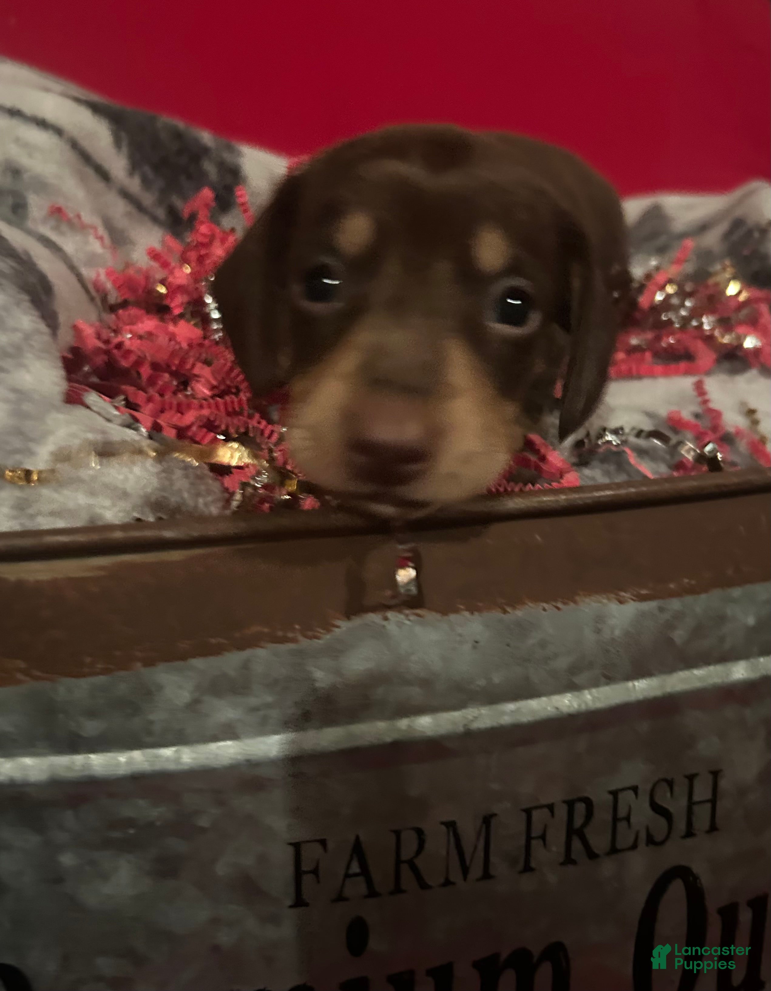 Miniature Dachshund dogs Miniature Dachshund Puppy 3 - Ad 15