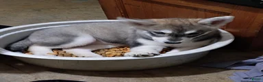Siberian Husky 3