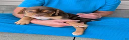 Beabull dogs for sale: Gus - Ad 15