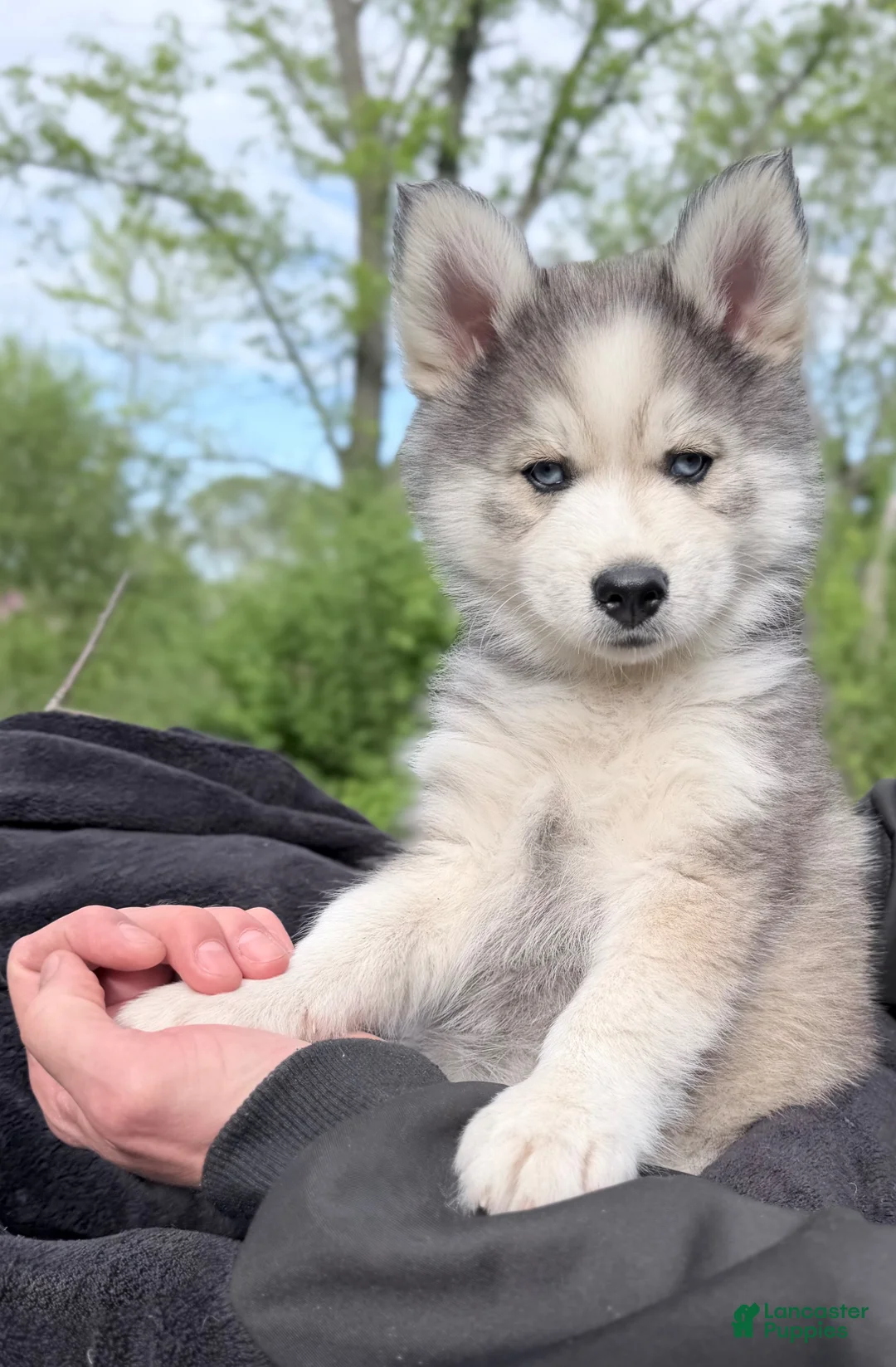 Pomsky dogs for sale: Clover - Ad 2