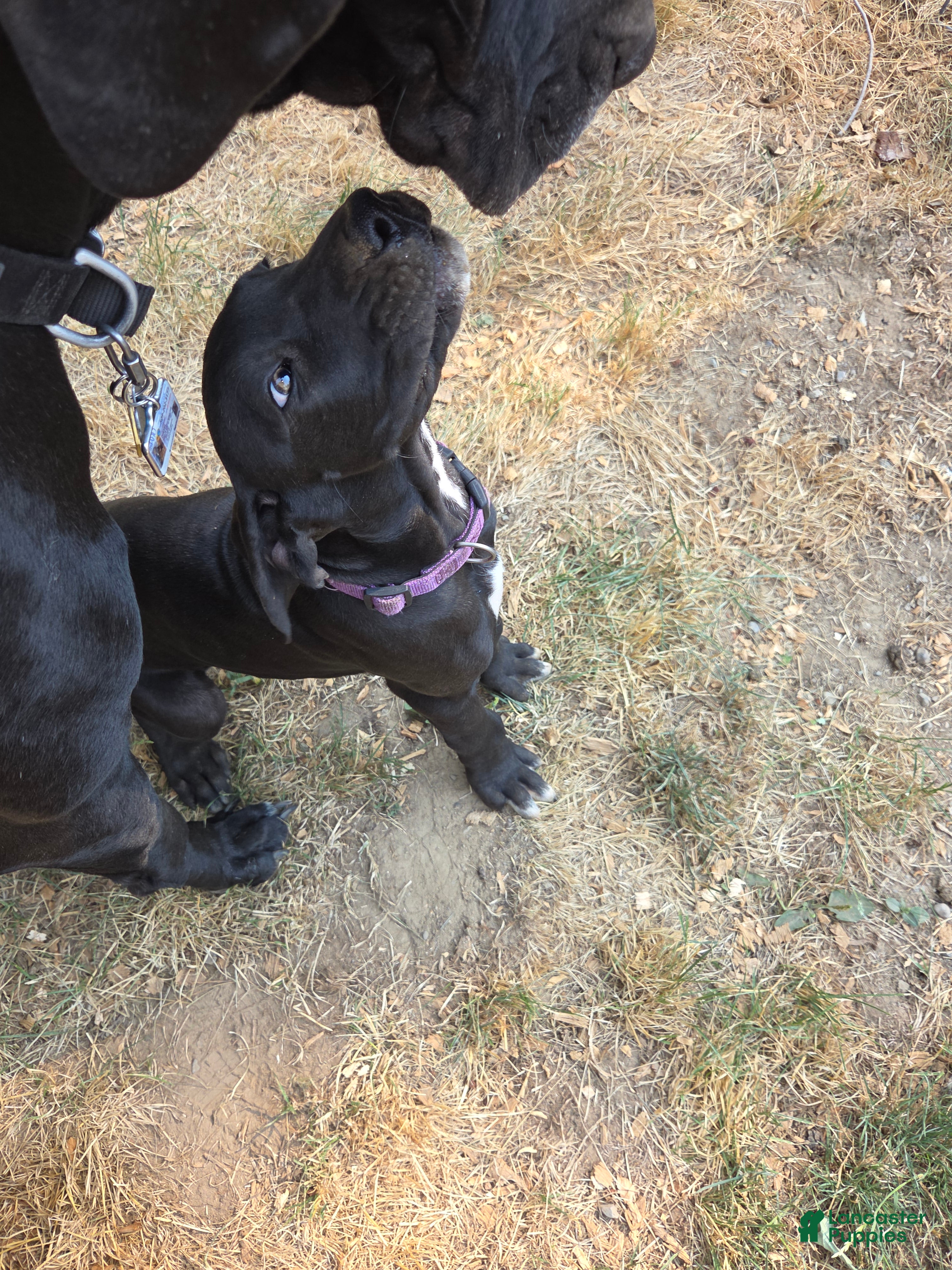 Great Dane dogs Great Dane 2 Purple collar - Ad 2