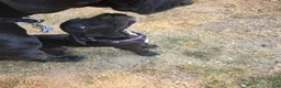 Great Dane dogs for sale: Great Dane 2 Purple collar - Ad 2