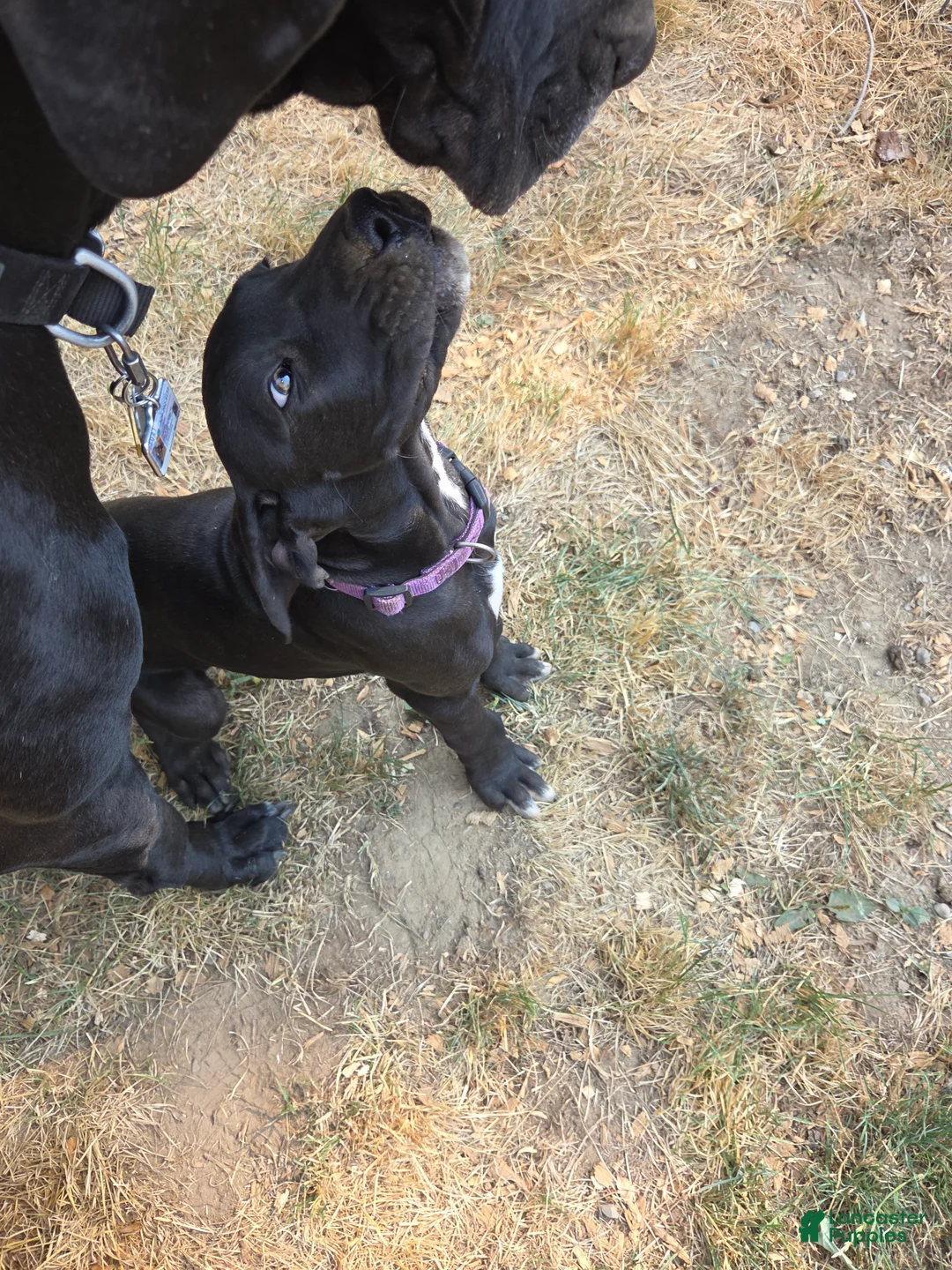 Great Dane dogs for sale: Great Dane 2 Purple collar - Ad 2