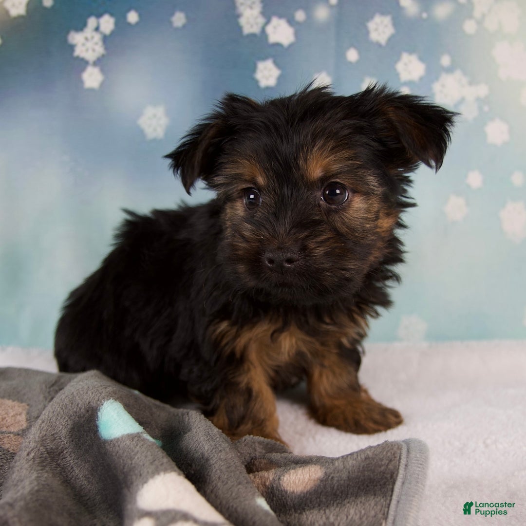 Yorkshire Terrier dogs for sale: Luna - Ad 6