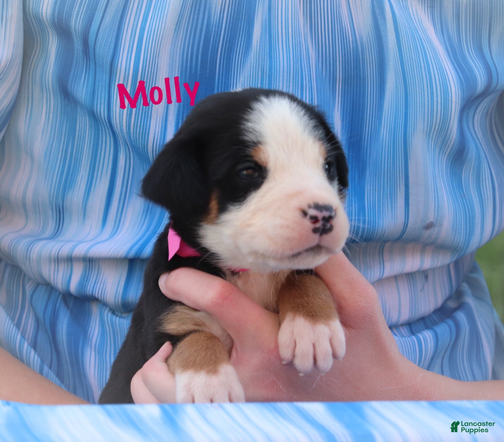 Greater Swiss Mountain Dog dogs Greater Swiss Mountain Dog Puppy 3 - Ad 2