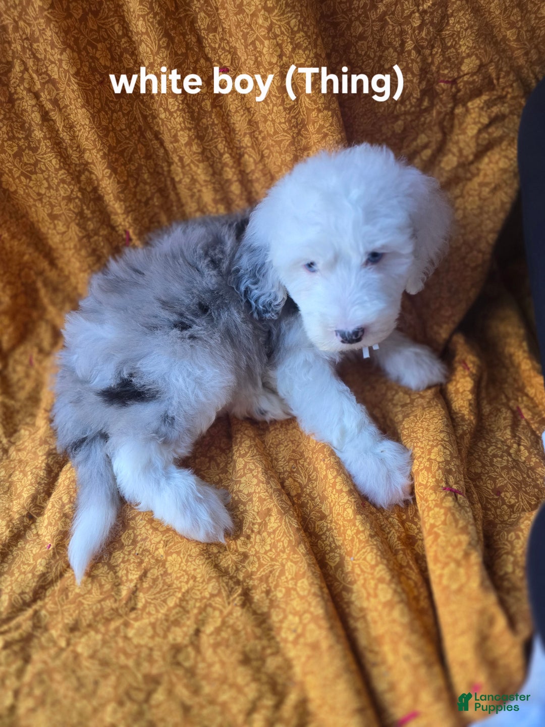 English Sheepadoodle Puppies for sale Lancaster Puppies