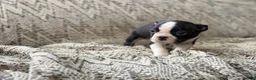 Boston Terrier dogs for sale: Travis - Ad 3